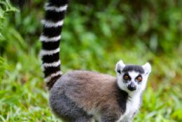 Madagascar (35/72)